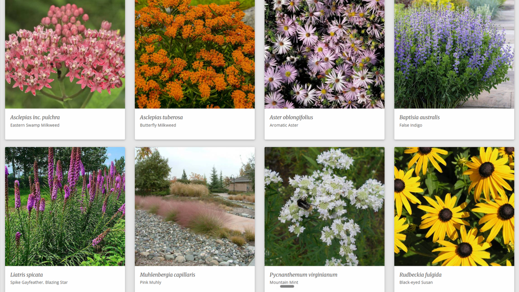 Landscaping Custom Native Plants