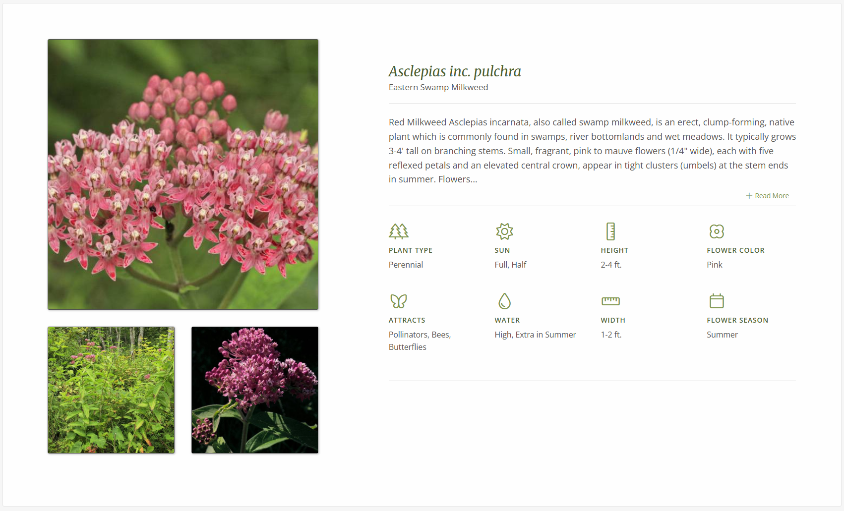 Landscaping Native Plant Details