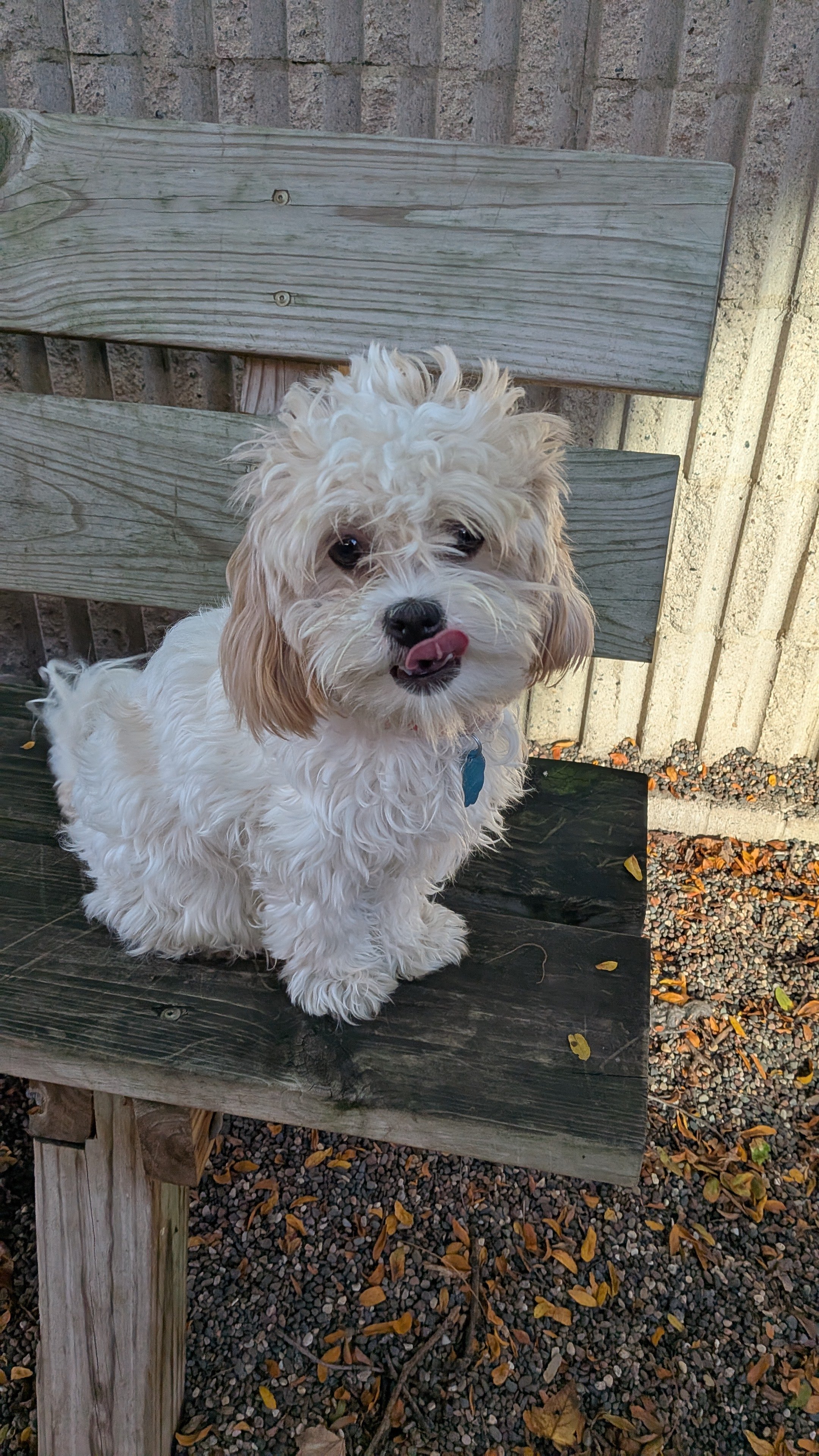 Shelter dog