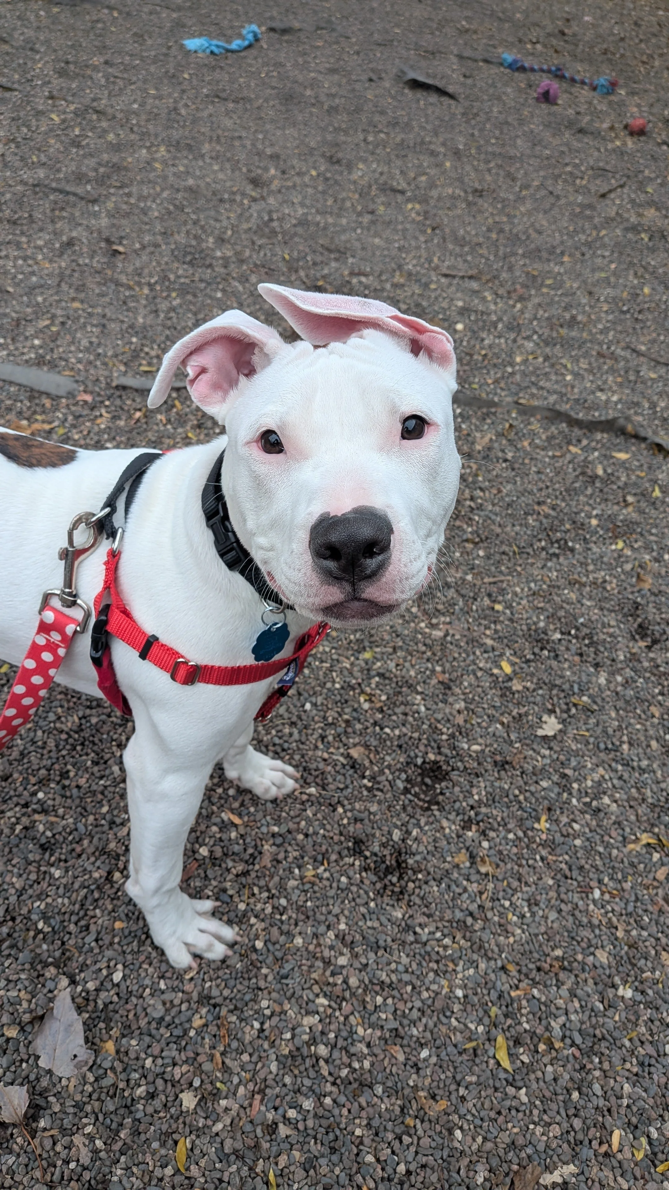 Shelter dog