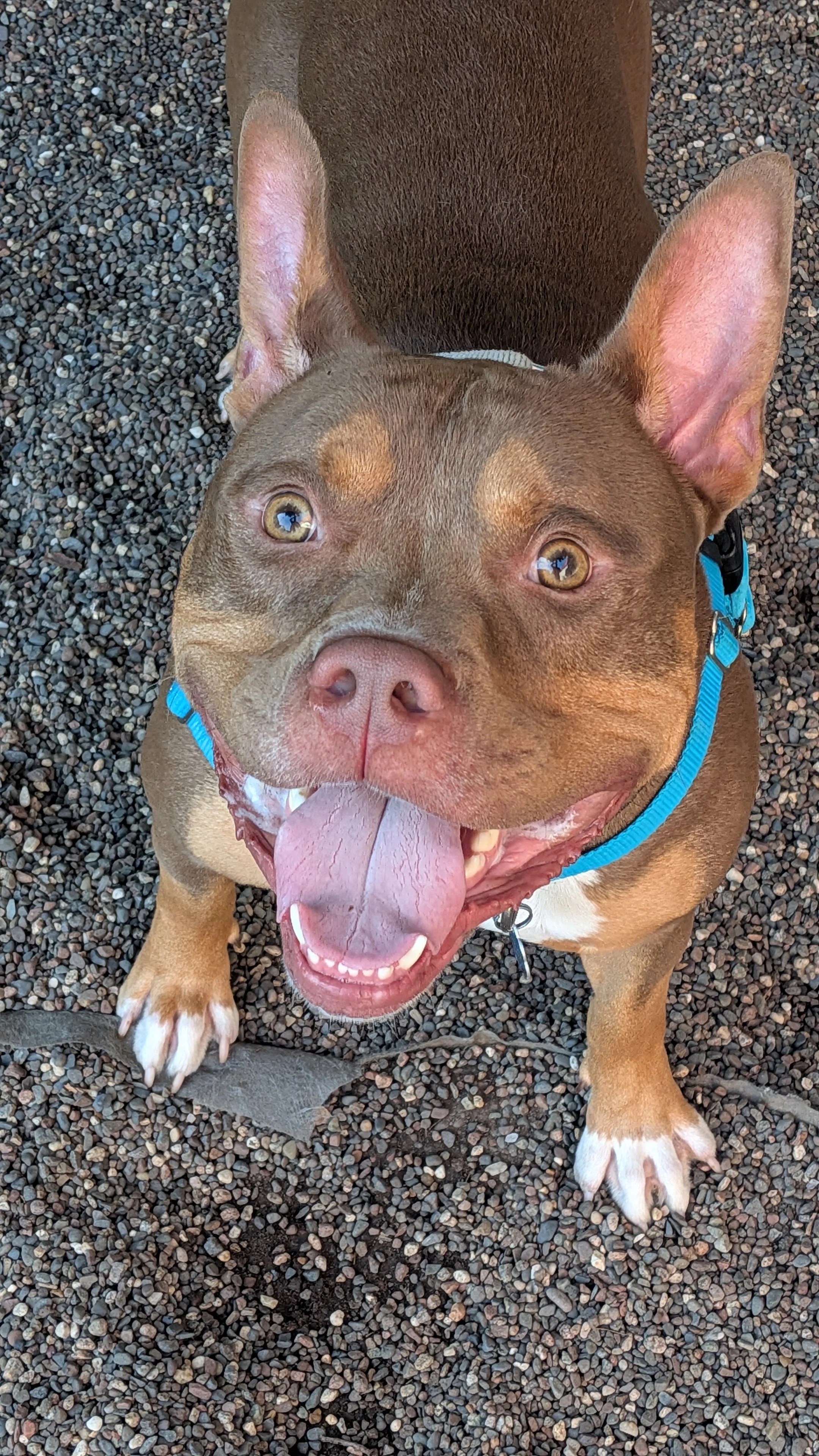 Shelter dog