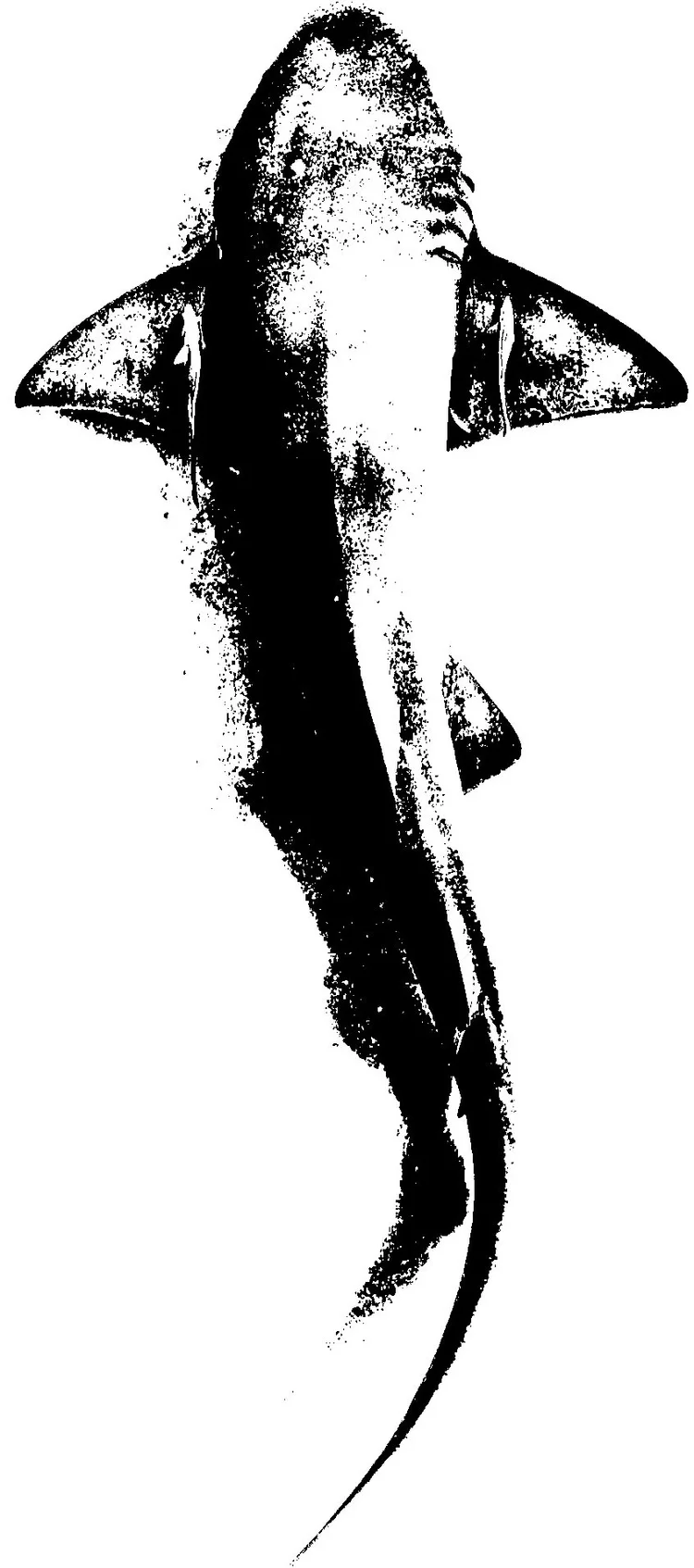Arte disponível