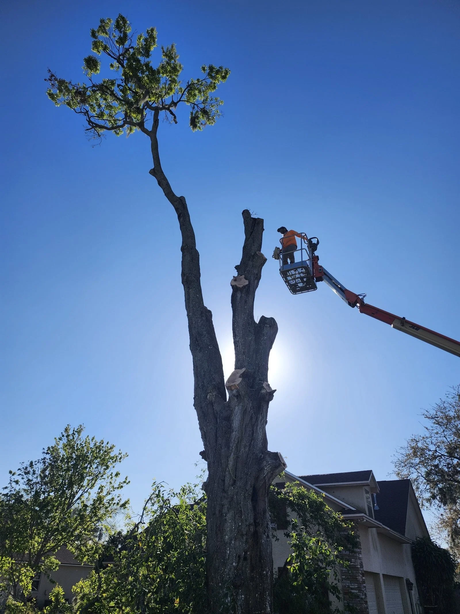 Polk Services light-duty tree removal in Lakeland, FL — up to 2-foot trunk diameter, up to 30-foot height standard.