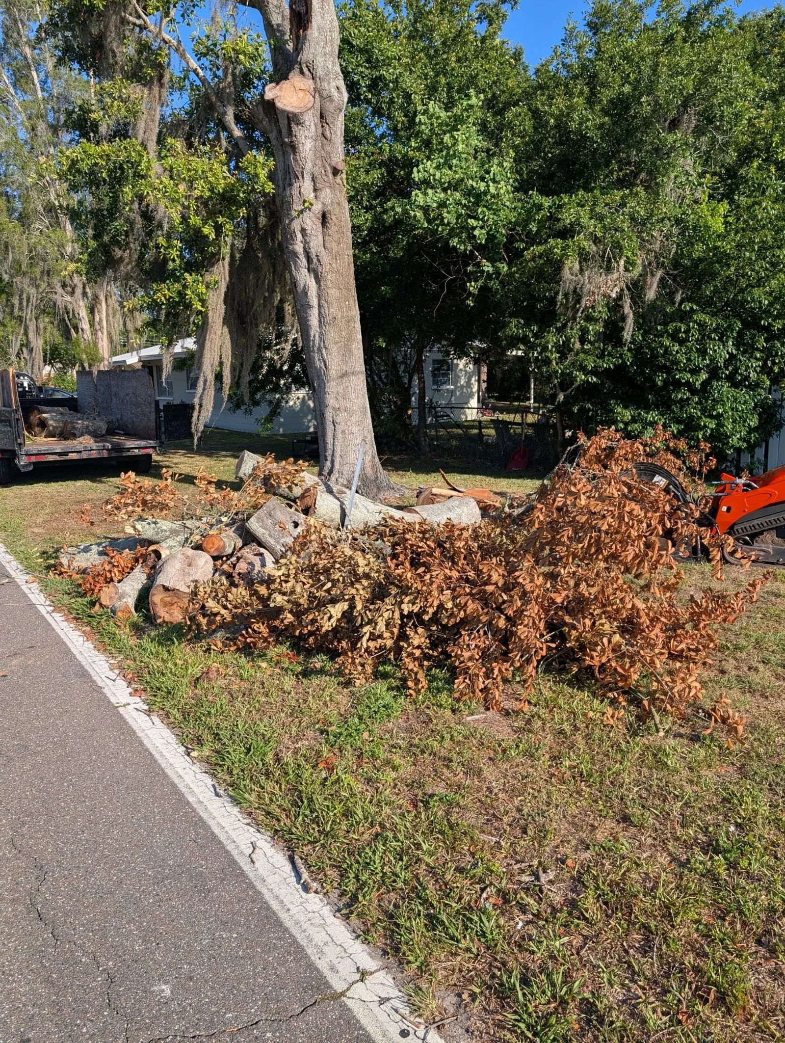 Pile of cut limbs and stump pieces in the yard before removal.