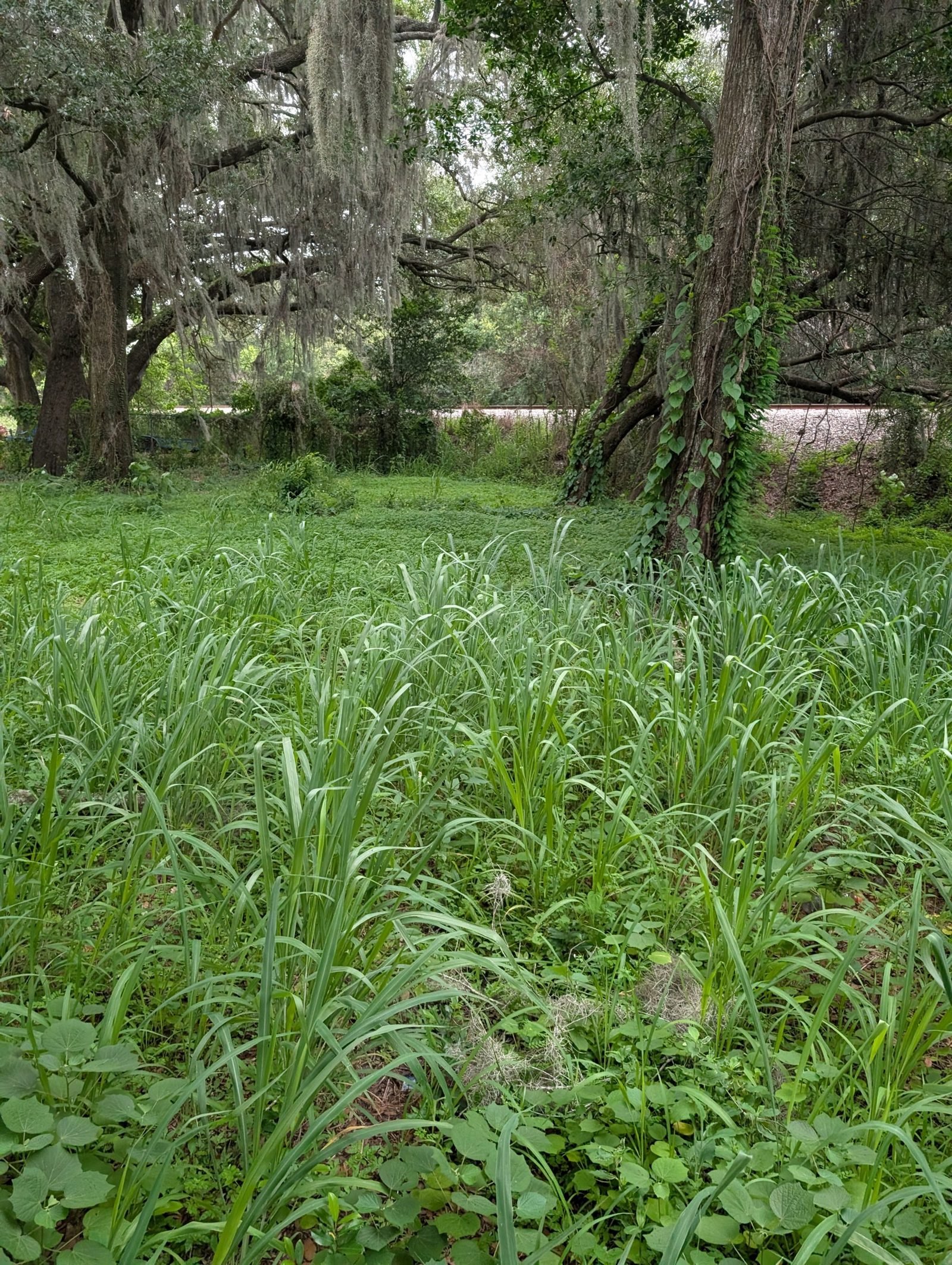 Polk Services bush and lot clearing in Lakeland, FL — the Kubota SCL1000 moving through overgrowth.