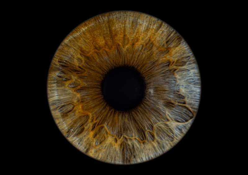 Golden and blue iris artwork example
