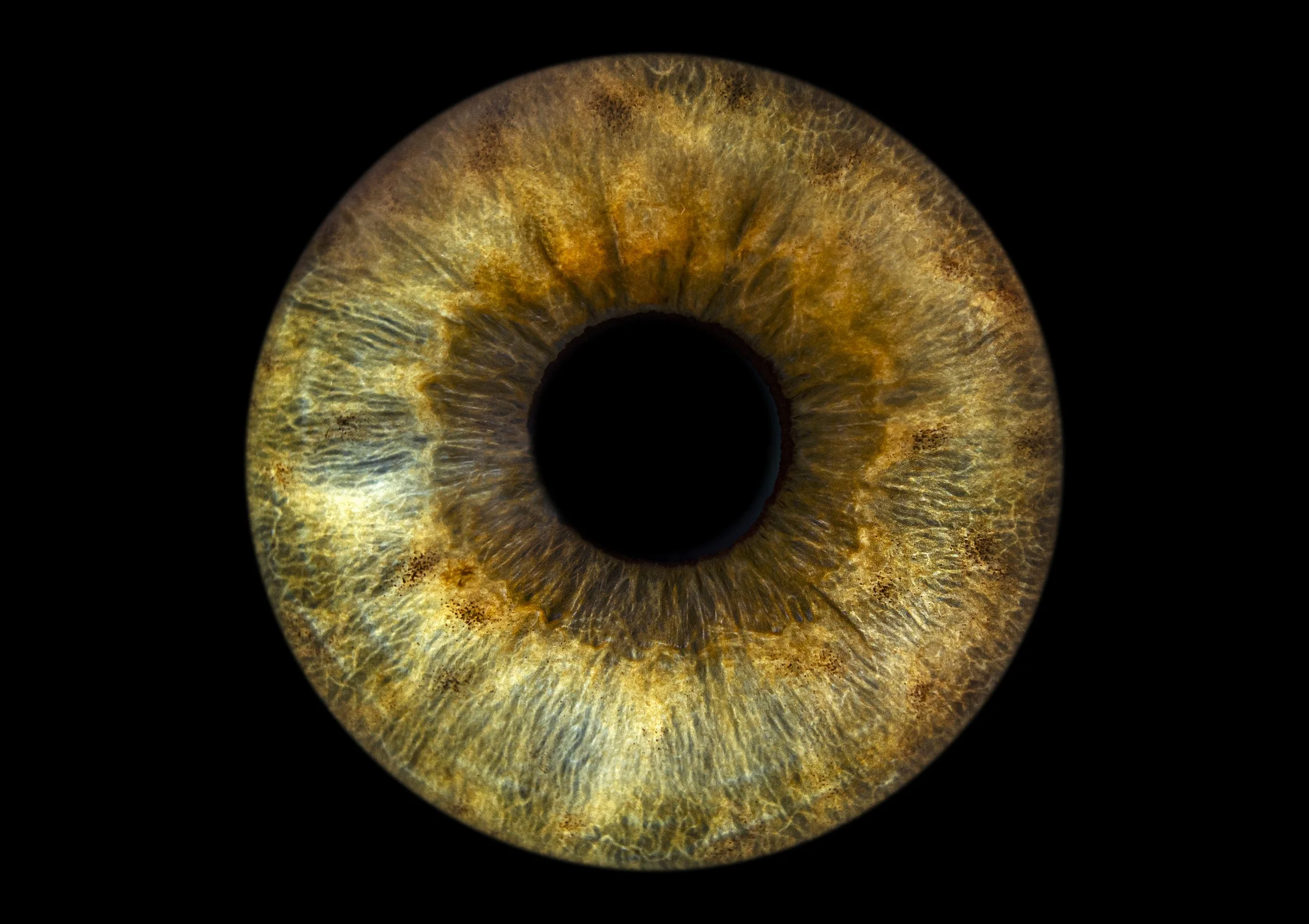 Golden iris artwork example