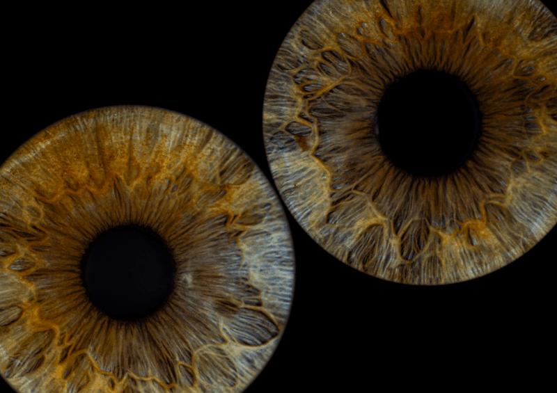 Pair of golden irises on a black background