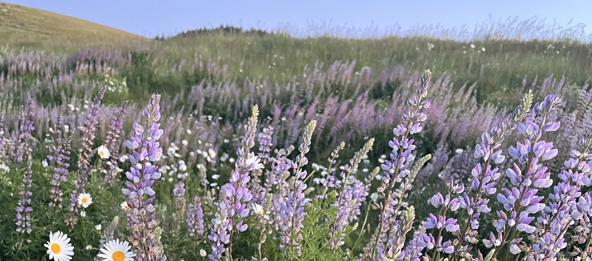 Purple lupine and daisies in a wildflower field at dusk.