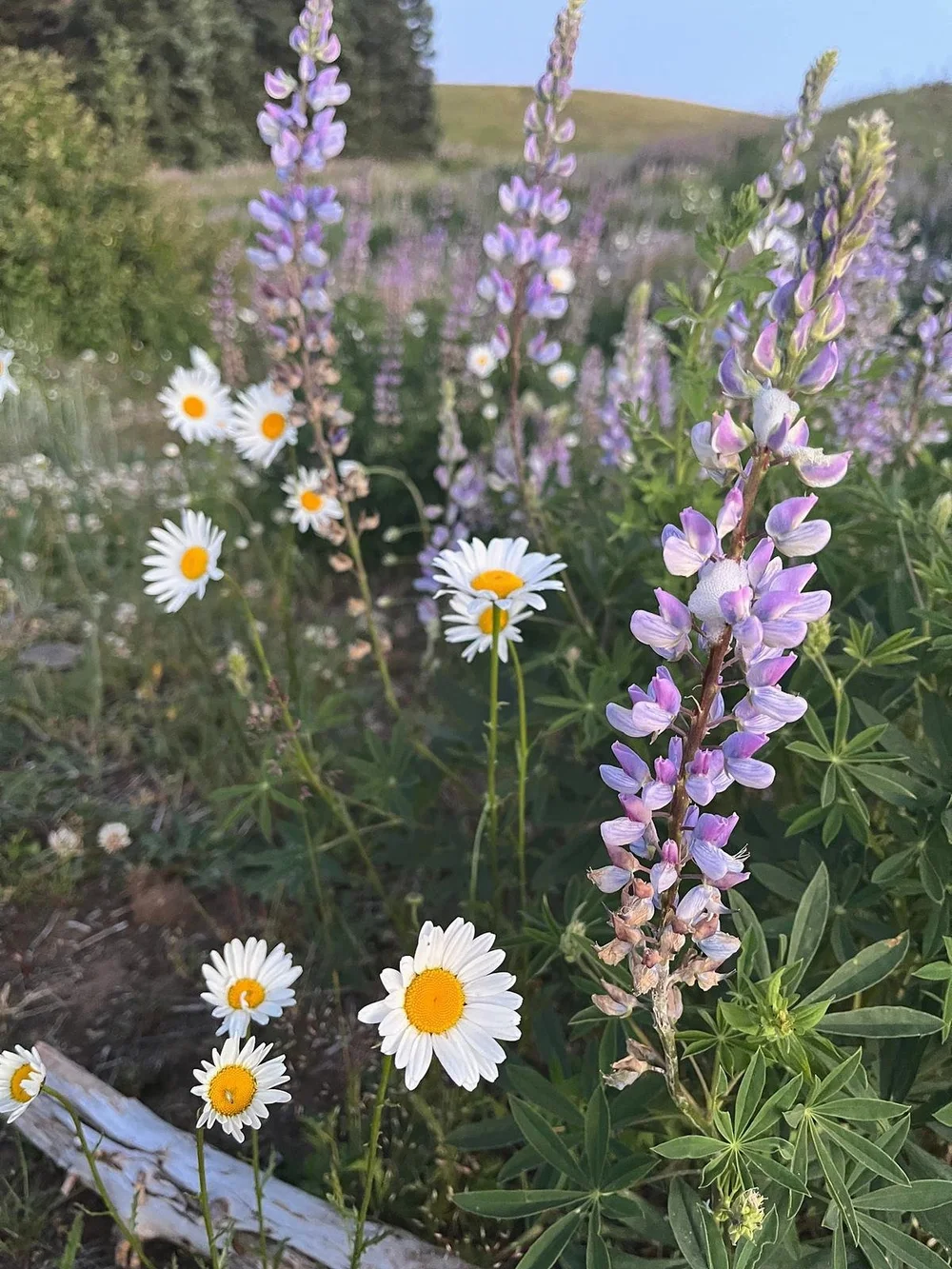 Wild daisies and purple lupine blooming together in a sunny meadow.