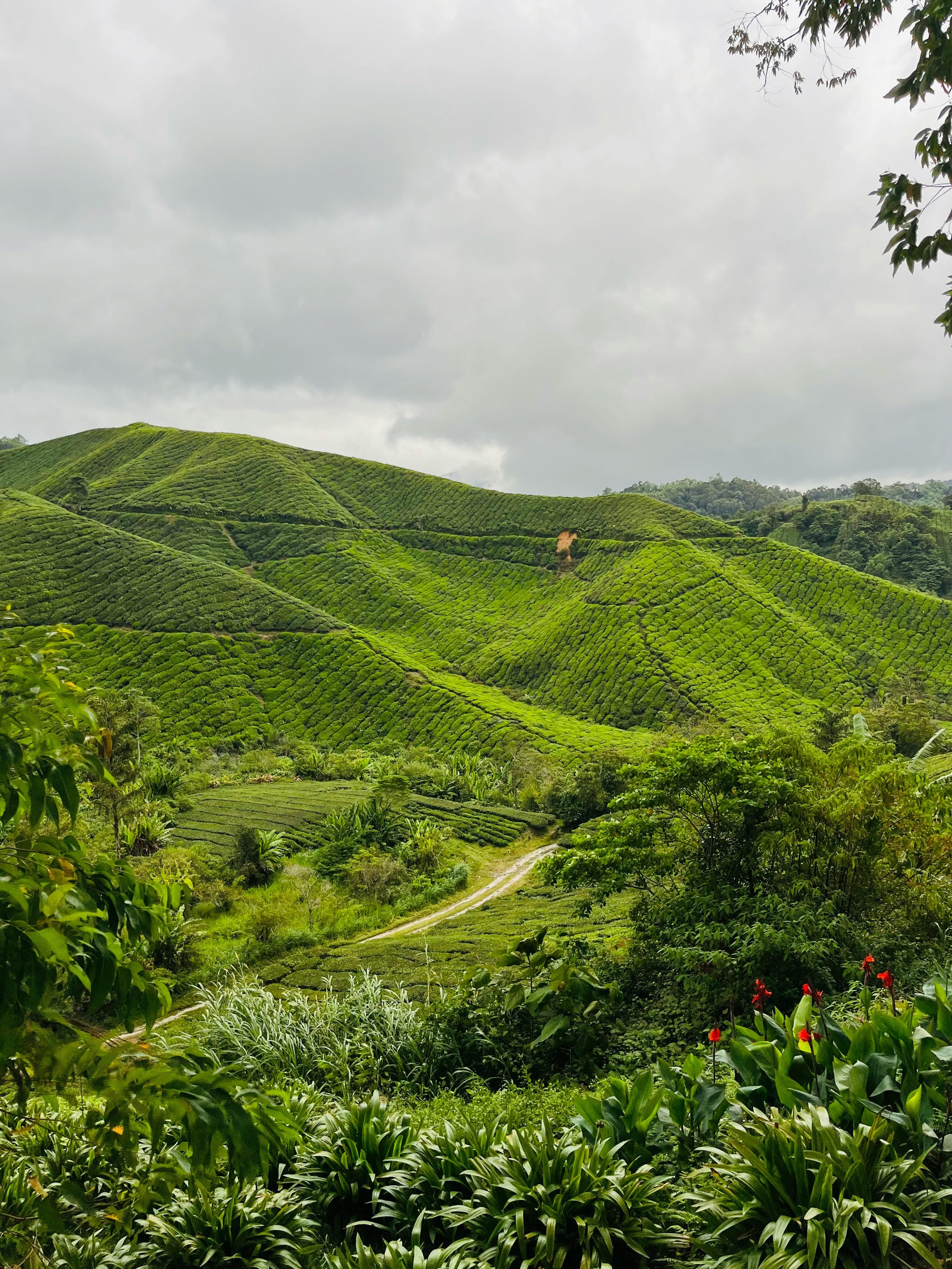 Cameron Highlands