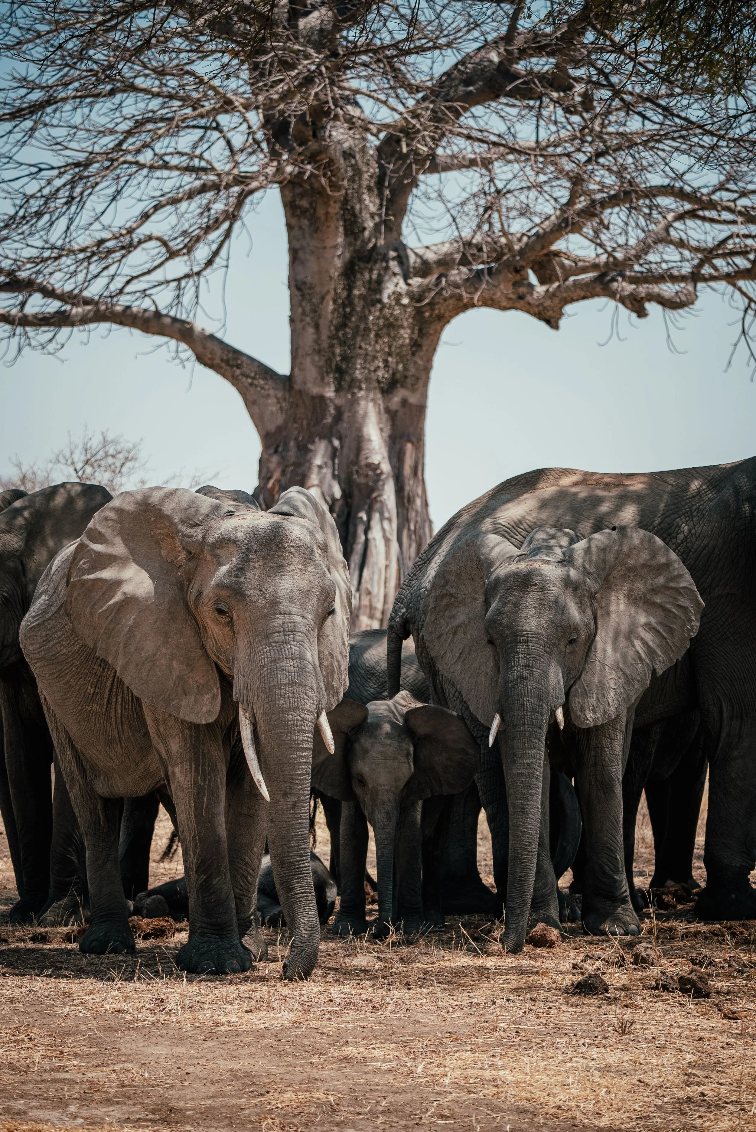Ruaha National Park