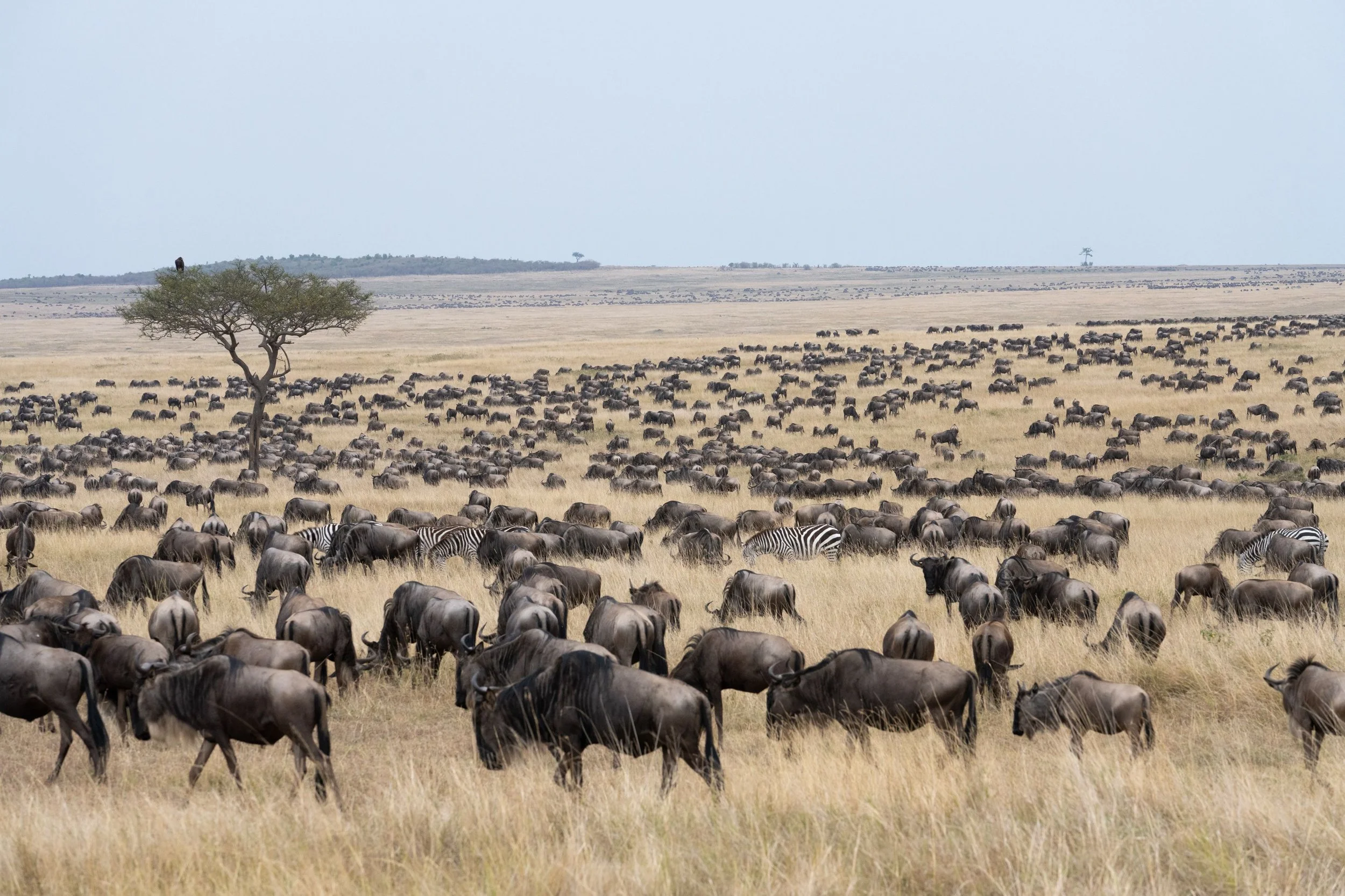 Acacia trees on the Serengeti plains