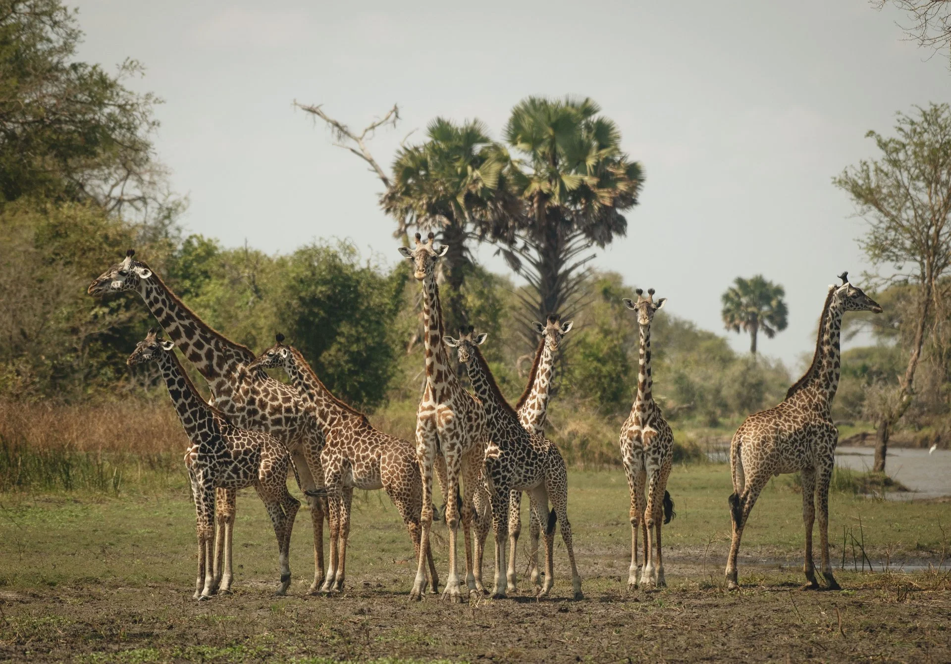Giraffes beneath palms in Katavi National Park
