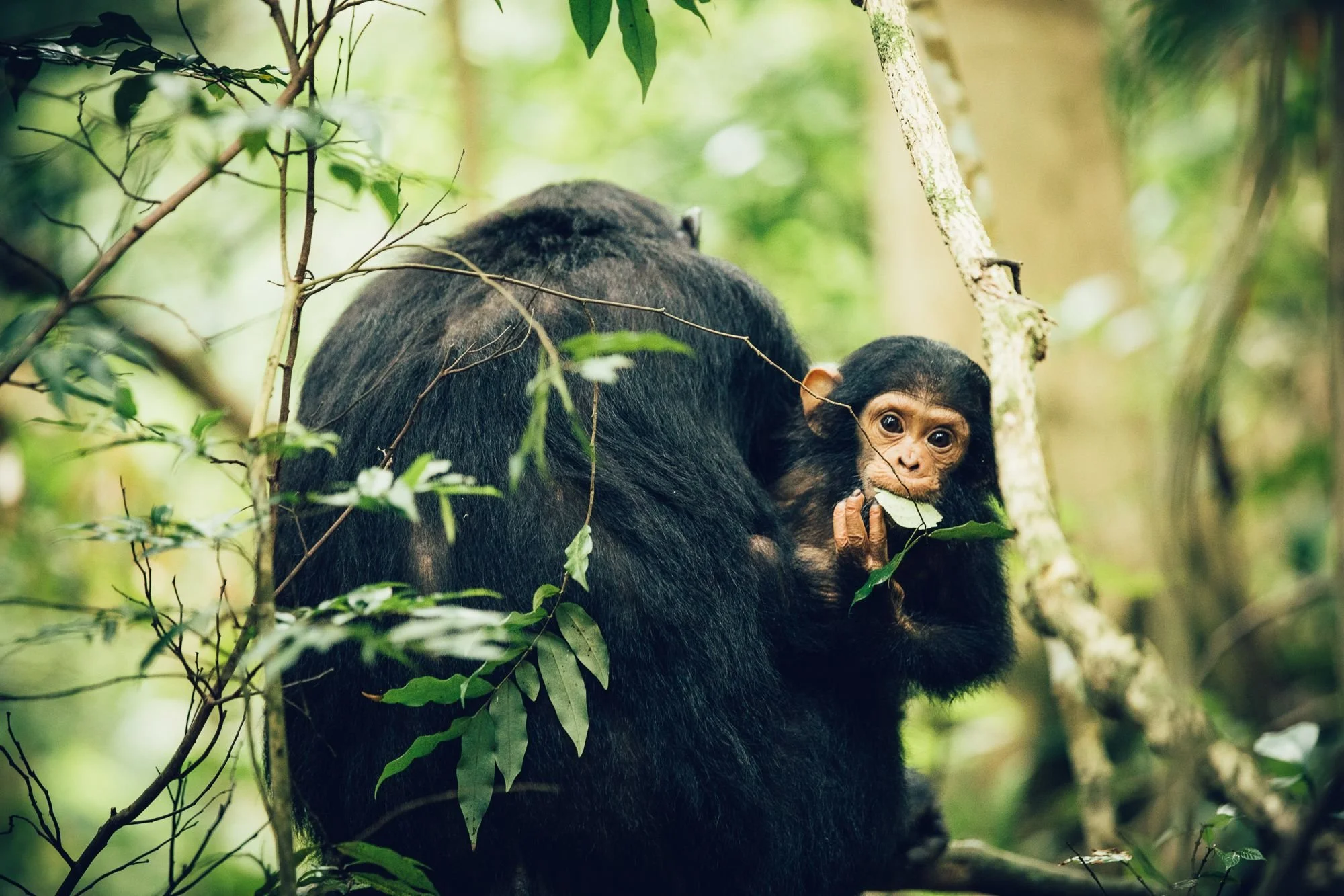 Chimpanzee in the Mahale forest
