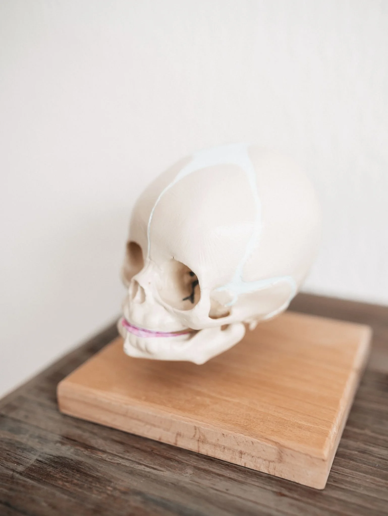 Anatomisches Schädelmodell in der Osteopathie-Praxis von Johannes Thies in Darmstadt.