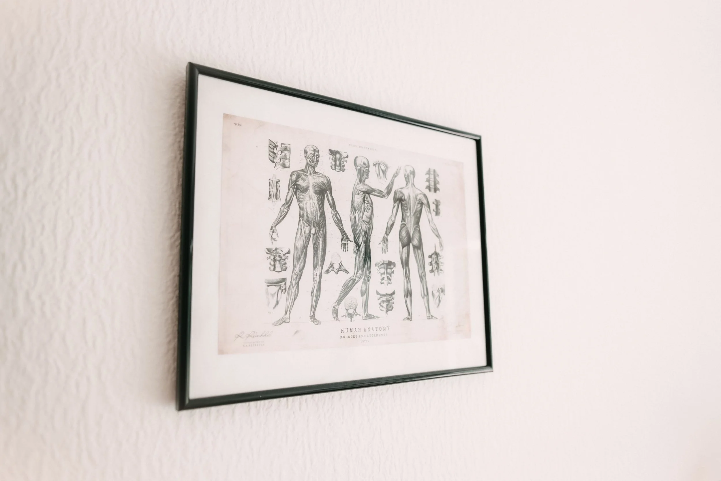 Gerahmte historische Anatomiezeichnung an der Wand der Osteopathie-Praxis in Darmstadt.