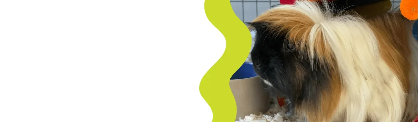 Guinea Pig
