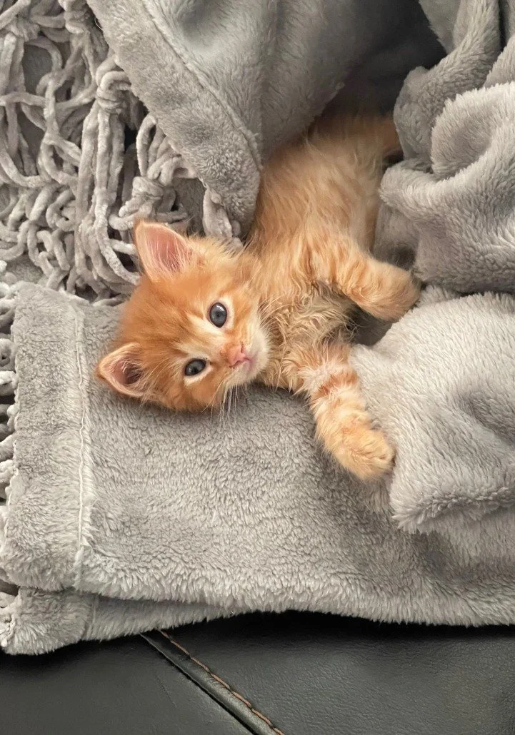 Orange Kitten Orange Kitten