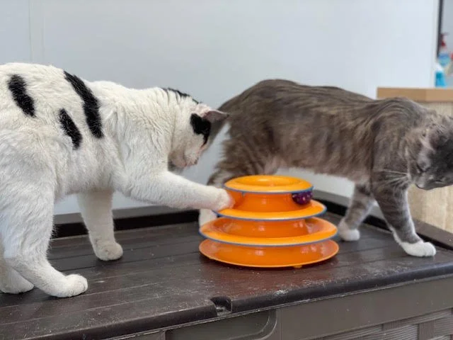 Cats Playing Cats Playing