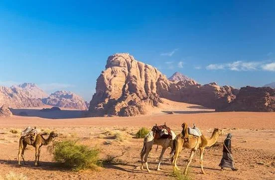 A guide leading camels across the desert of Wadi Rum, with sandstone cliffs behind them