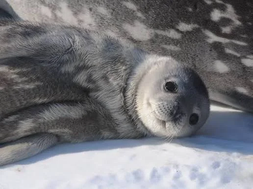 Weddell seal resting on the ice in Antarctica