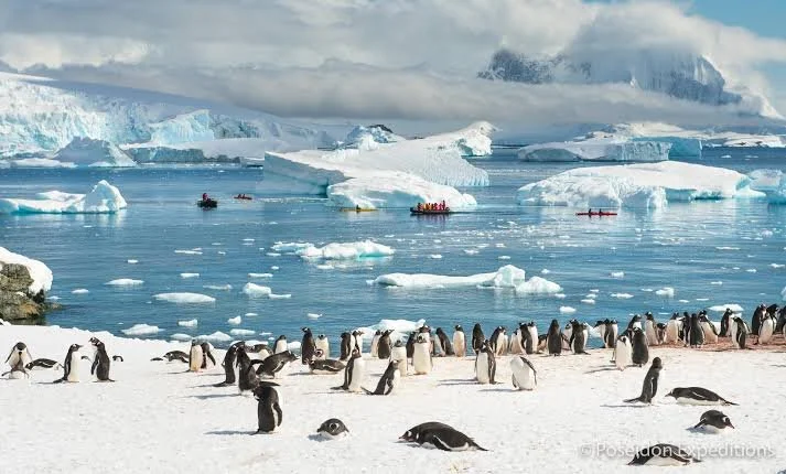 Small Ship vs. Large Ship Antarctica Cruises: Which Is Right for You?