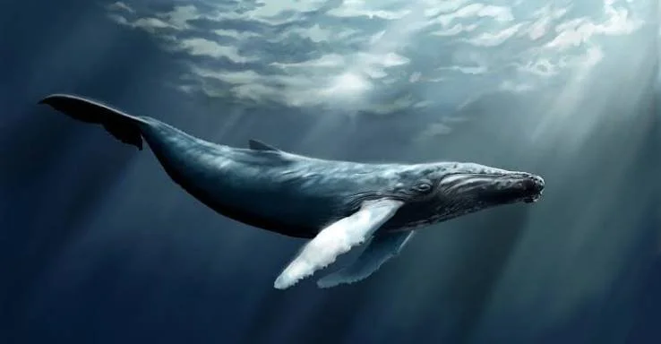 Humpback whale raising its tail in Antarctic waters