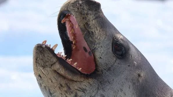 Leopard seal resting on an ice floe in Antarctica