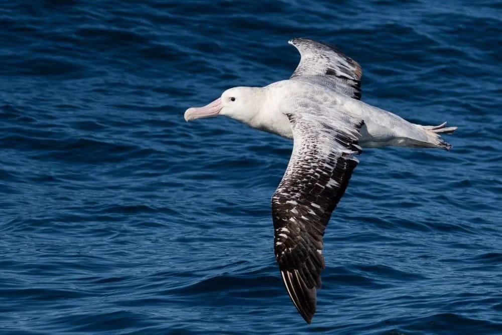 Wandering albatross gliding over the Southern Ocean