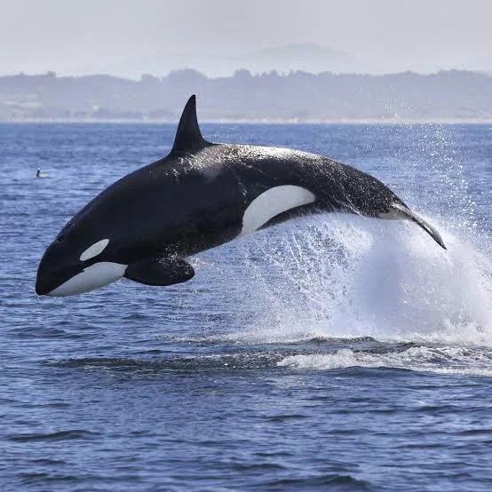 Killer whales surfacing in Antarctic waters