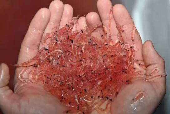 Antarctic krill up close