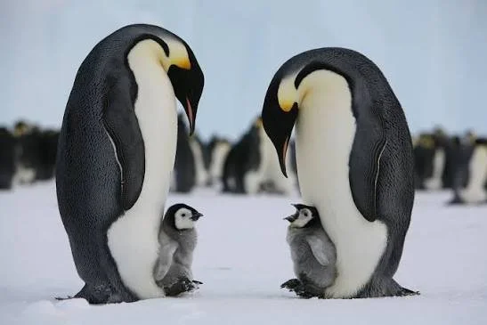 Emperor penguins standing on Antarctic sea ice