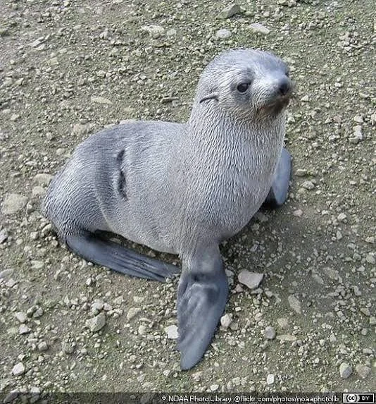 Antarctic fur seals on the tussock grass of South Georgia