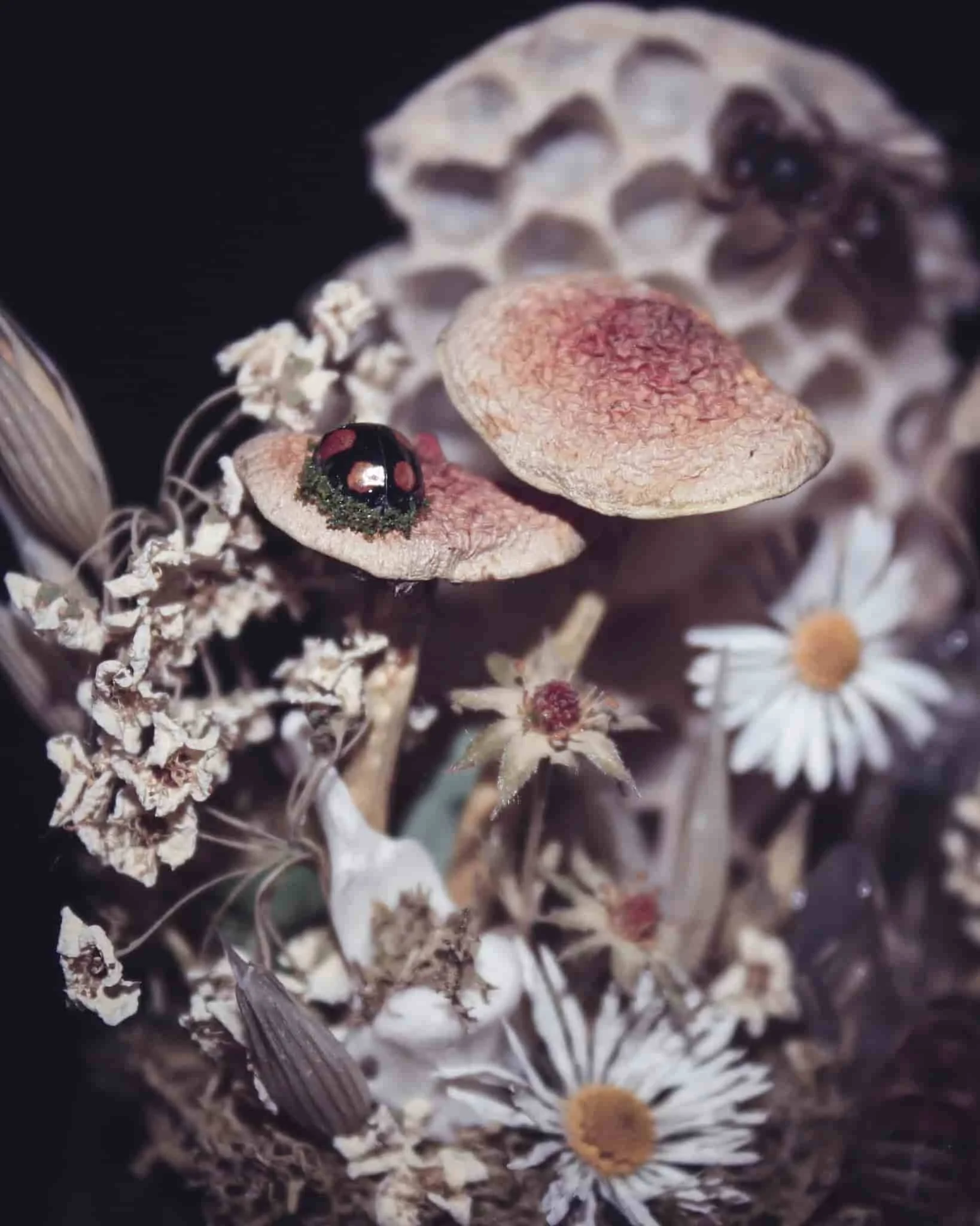 Création Amaginarium associant une coccinelle, une abeille, des champignons et des fleurs séchées