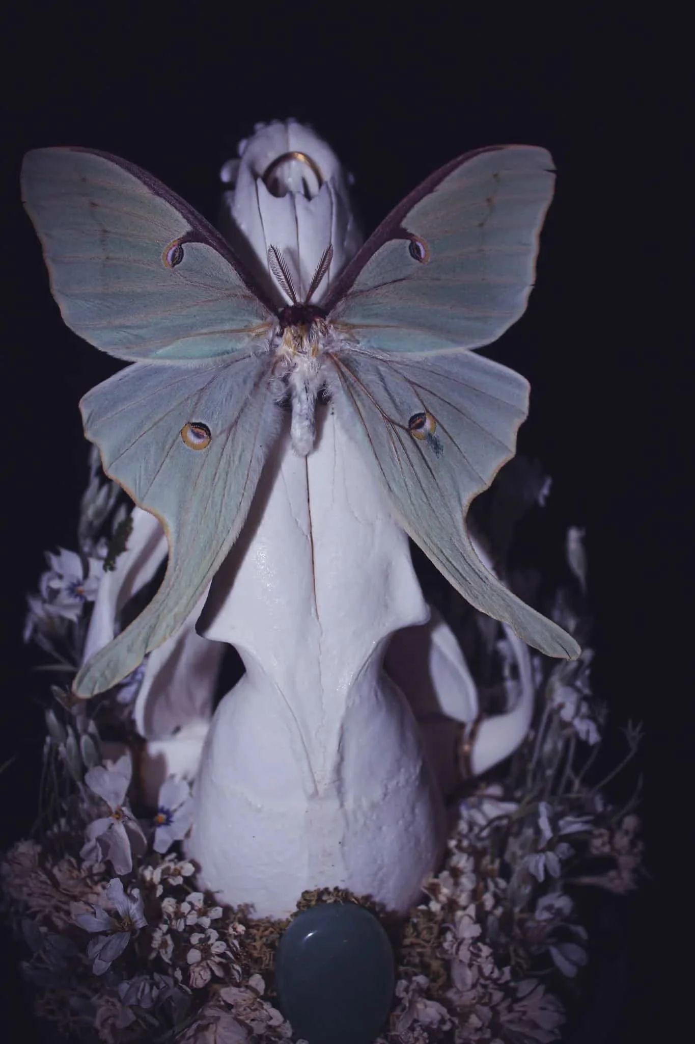 Lunaria silvestris, création Amaginarium