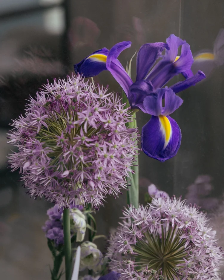 Ginger Flower, alliums and iris