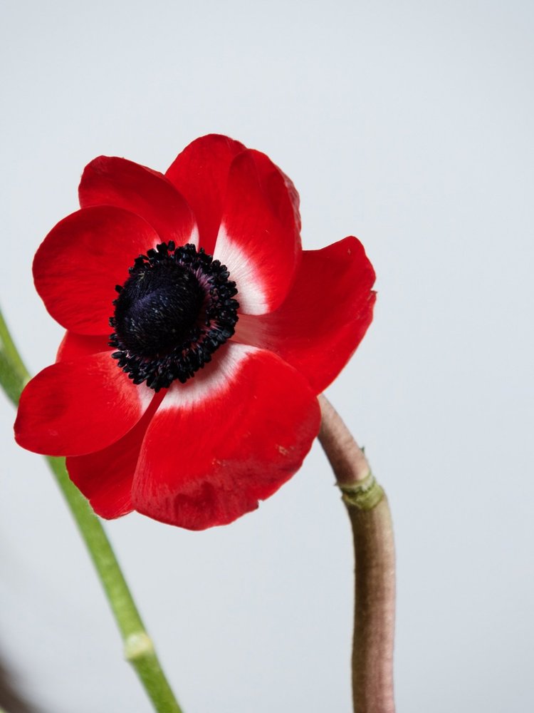 Ginger Flower, anemone