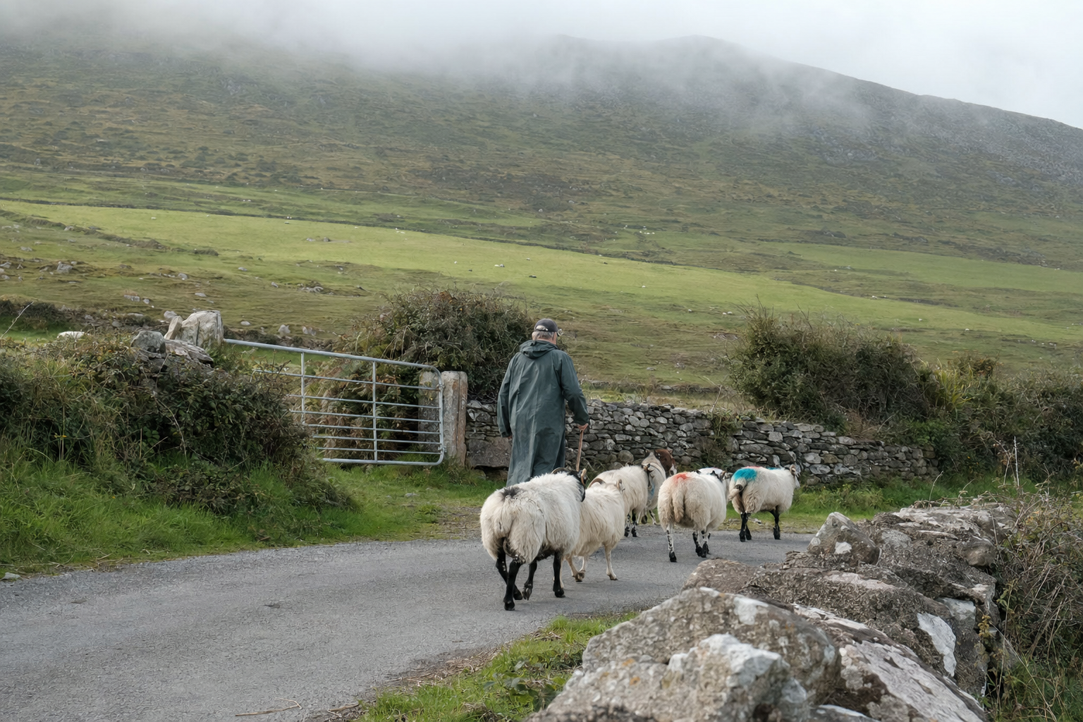 Dingle Sheep Farming, Dingle, Ireland