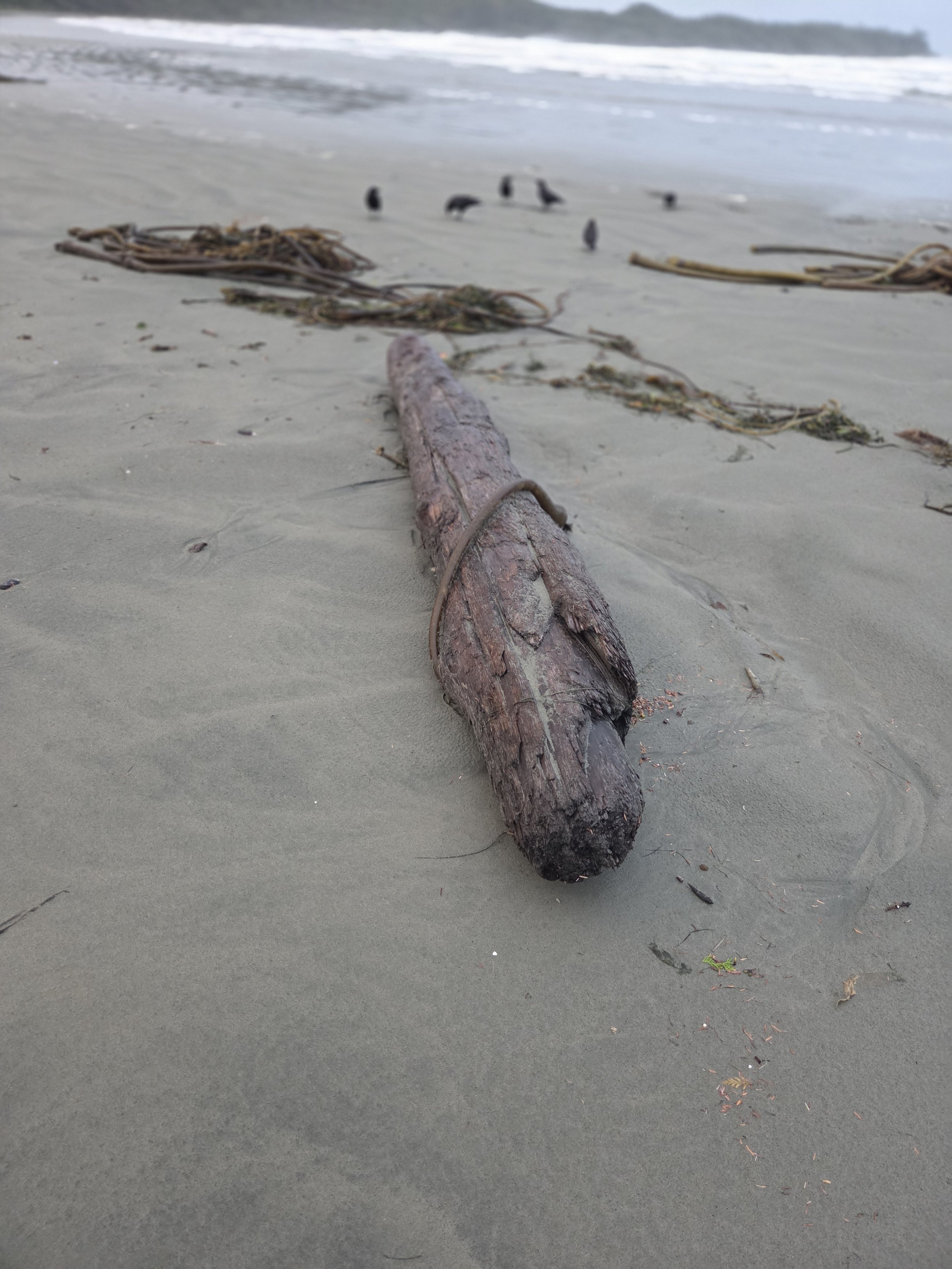 Cox Bay Driftwood, Tofino, Canada