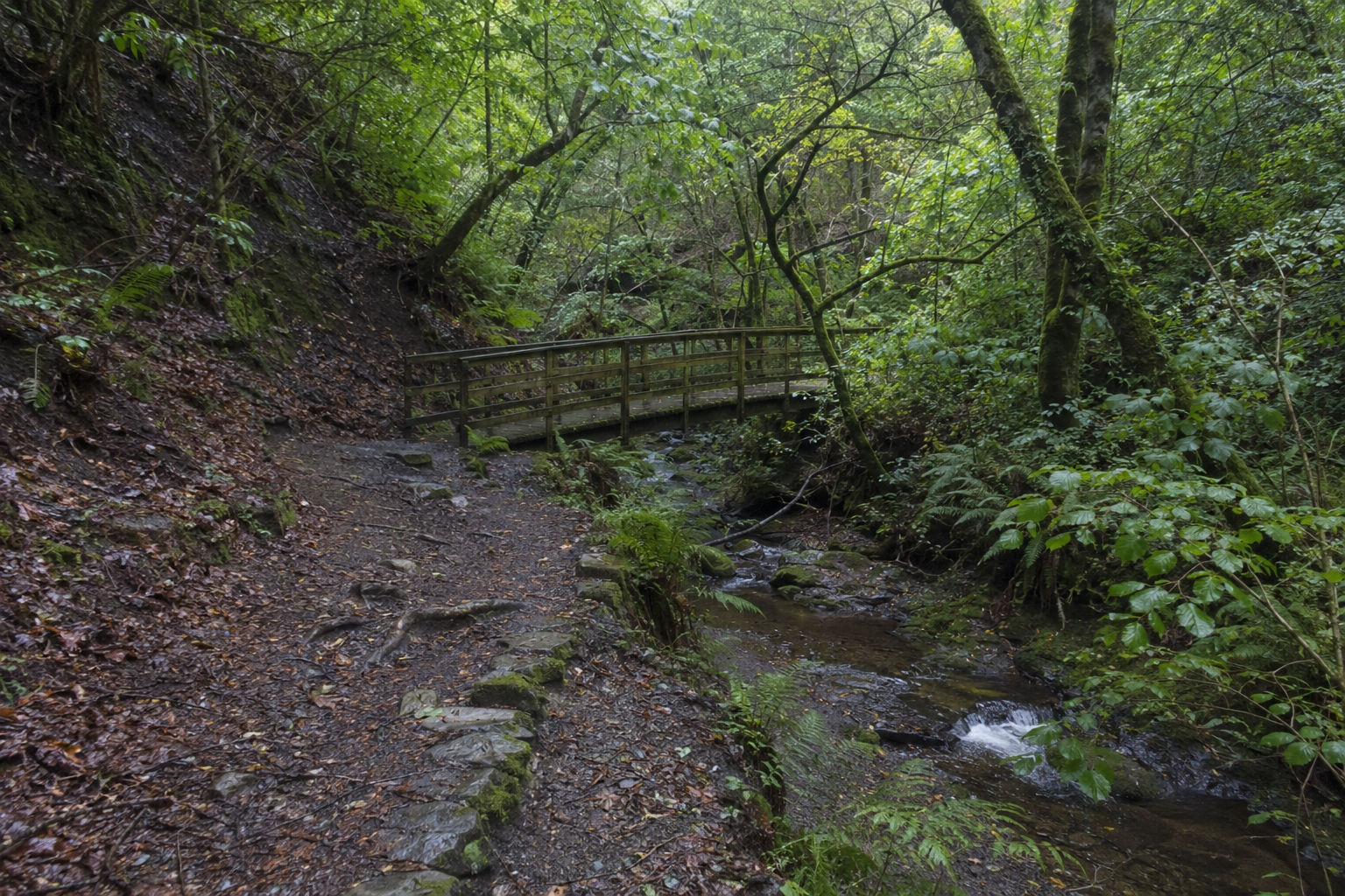 Ballure Wooded Ravine Stream, Ballure Glen, Isle of Man