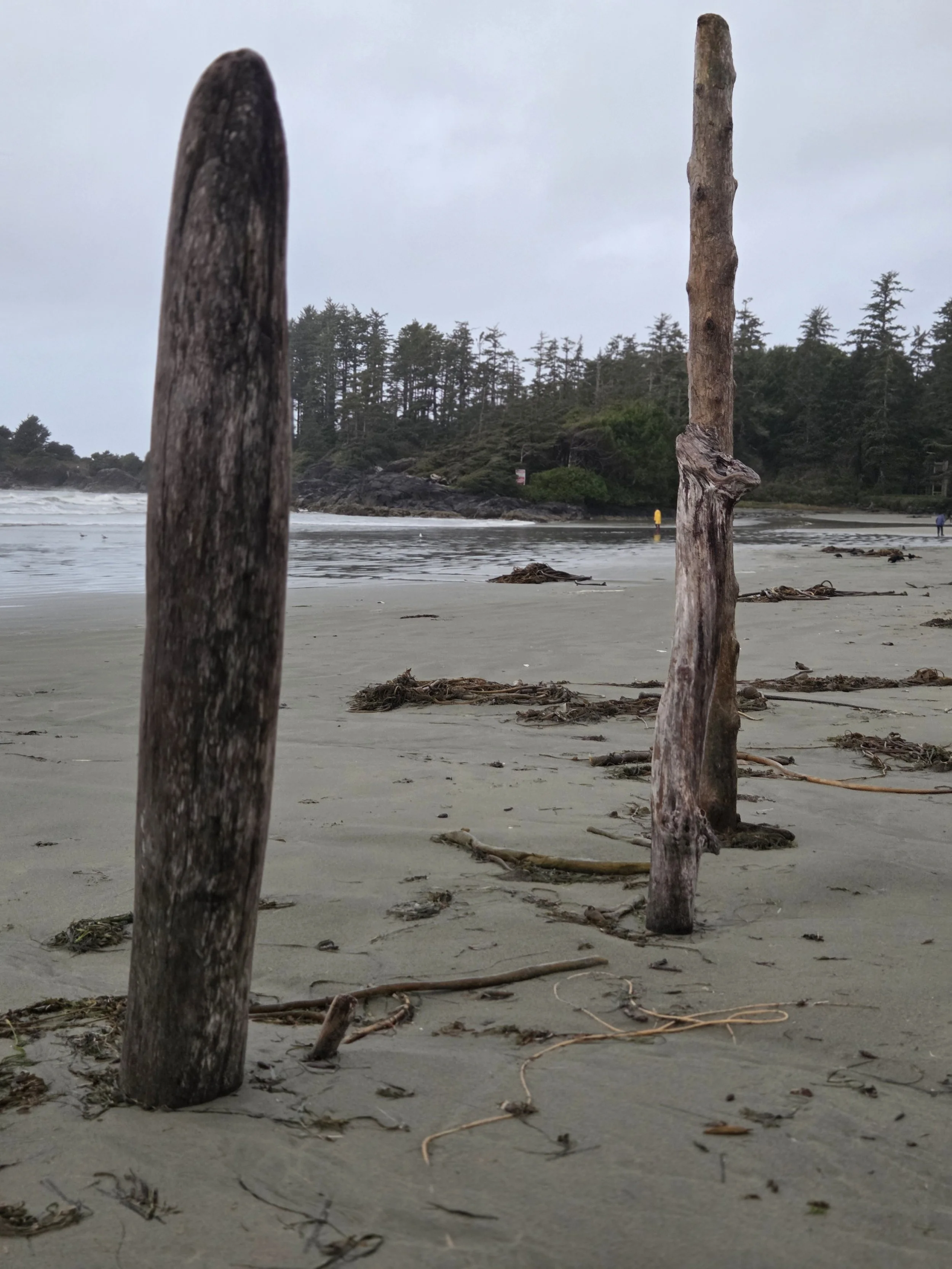 Cox Bay Driftwood Standing, Tofino, Canada