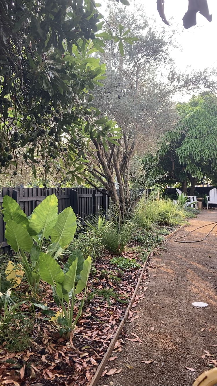 Garden pathway at Lotus Health & Psychology