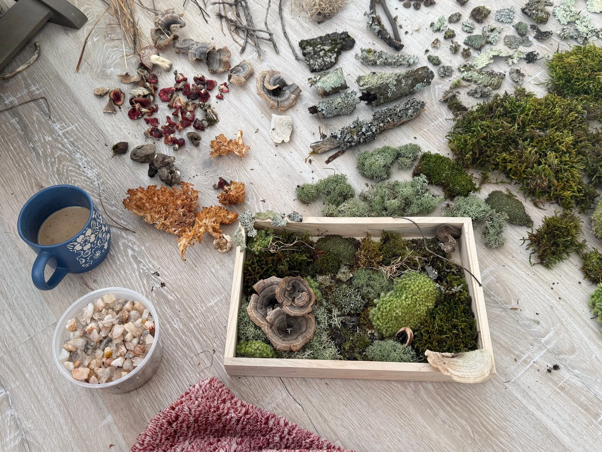 Gathered moss, lichens, fungi, and stones arranged in a creative workspace.