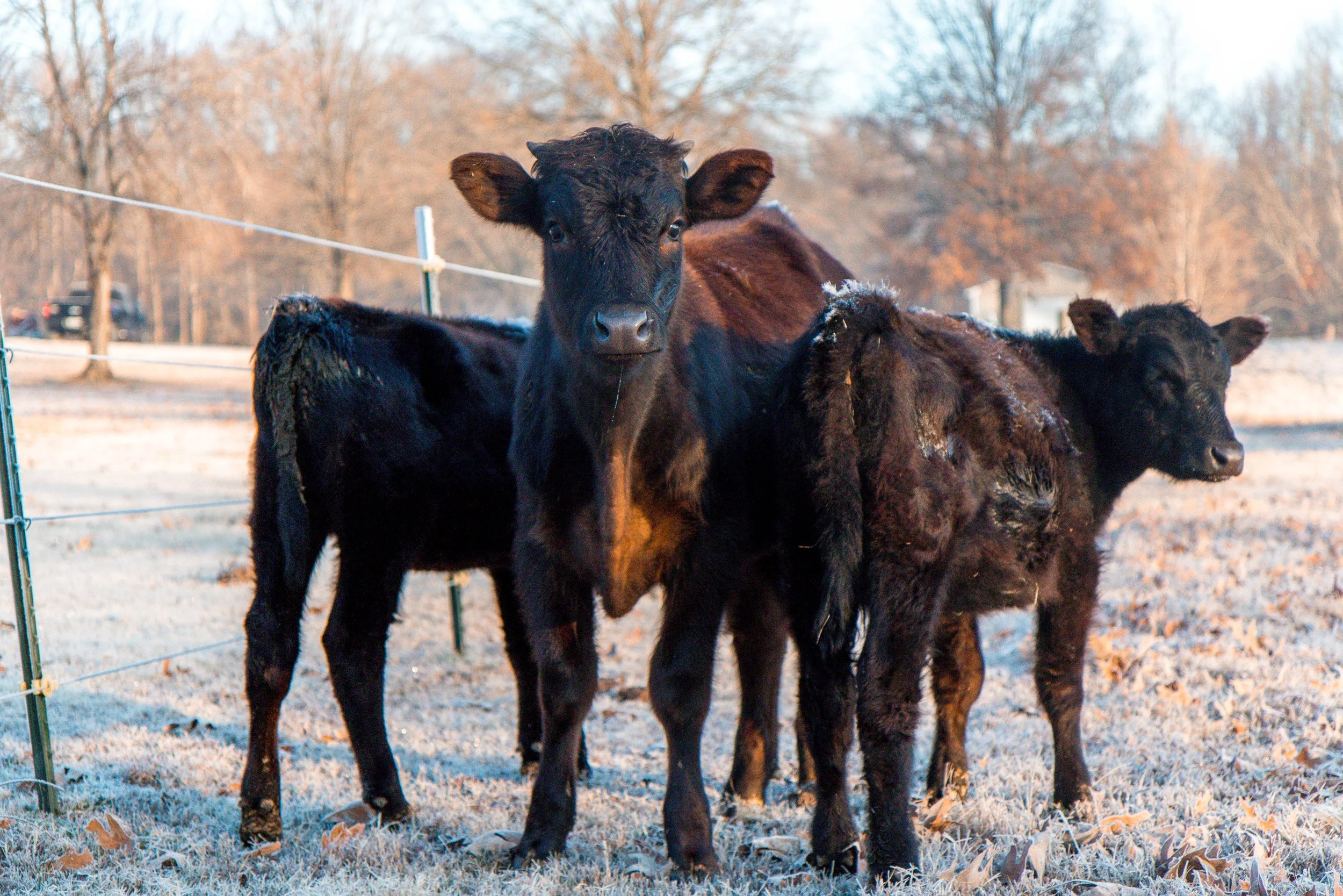 Cattle in the pasture photographed by Hue & Hide