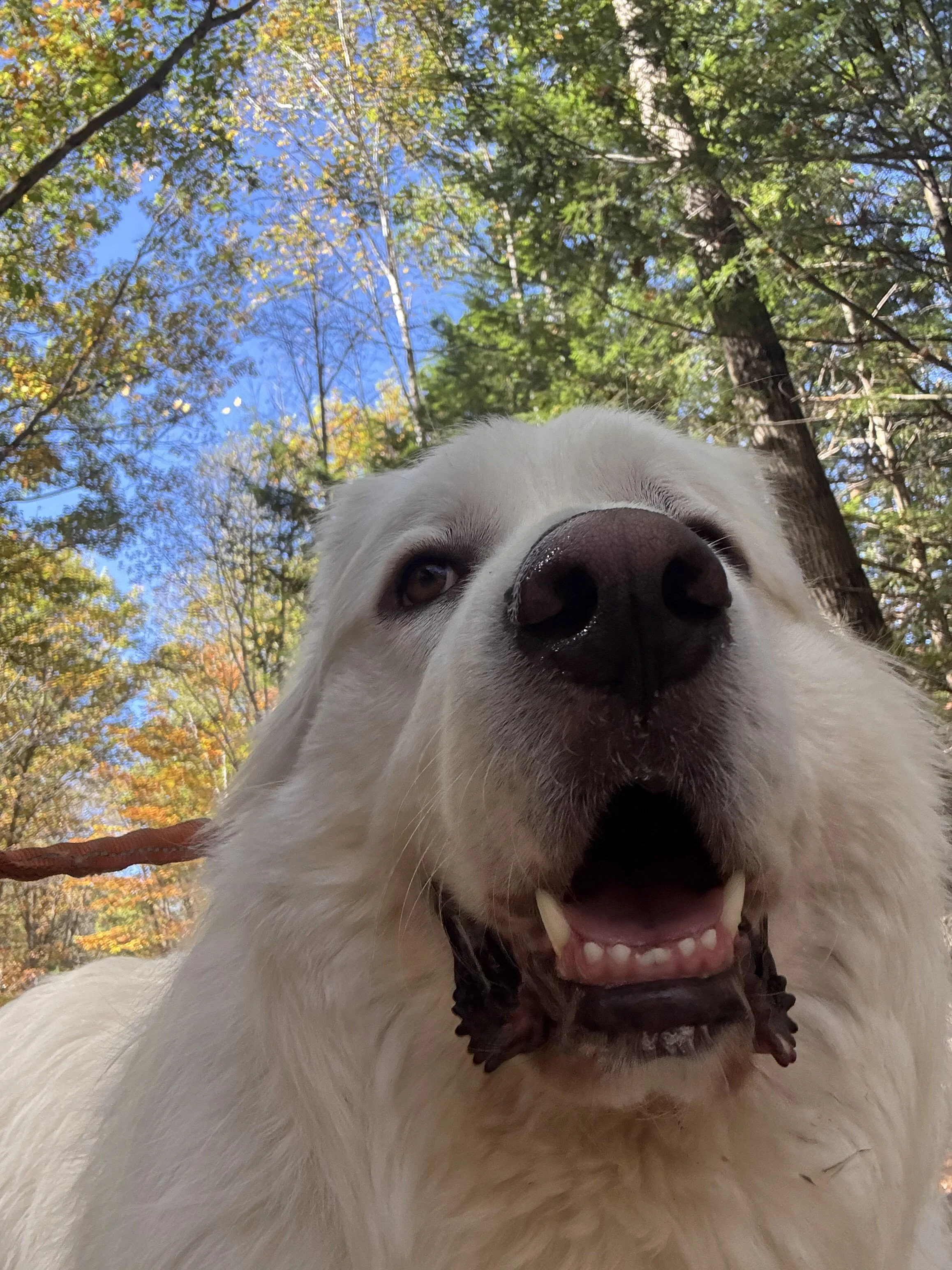 A playful extreme close-up of a white dog's face.