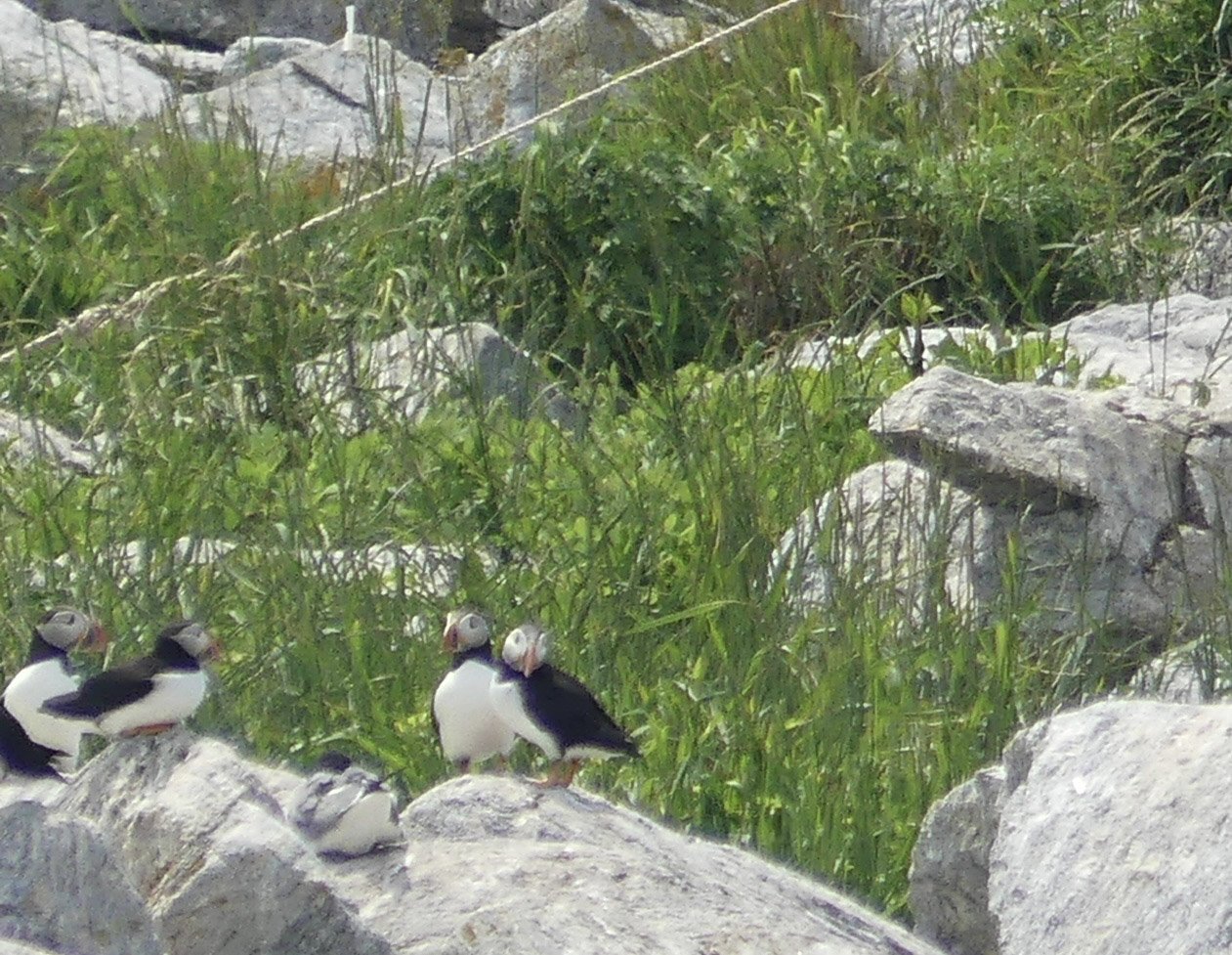 Puffins on the rocks.