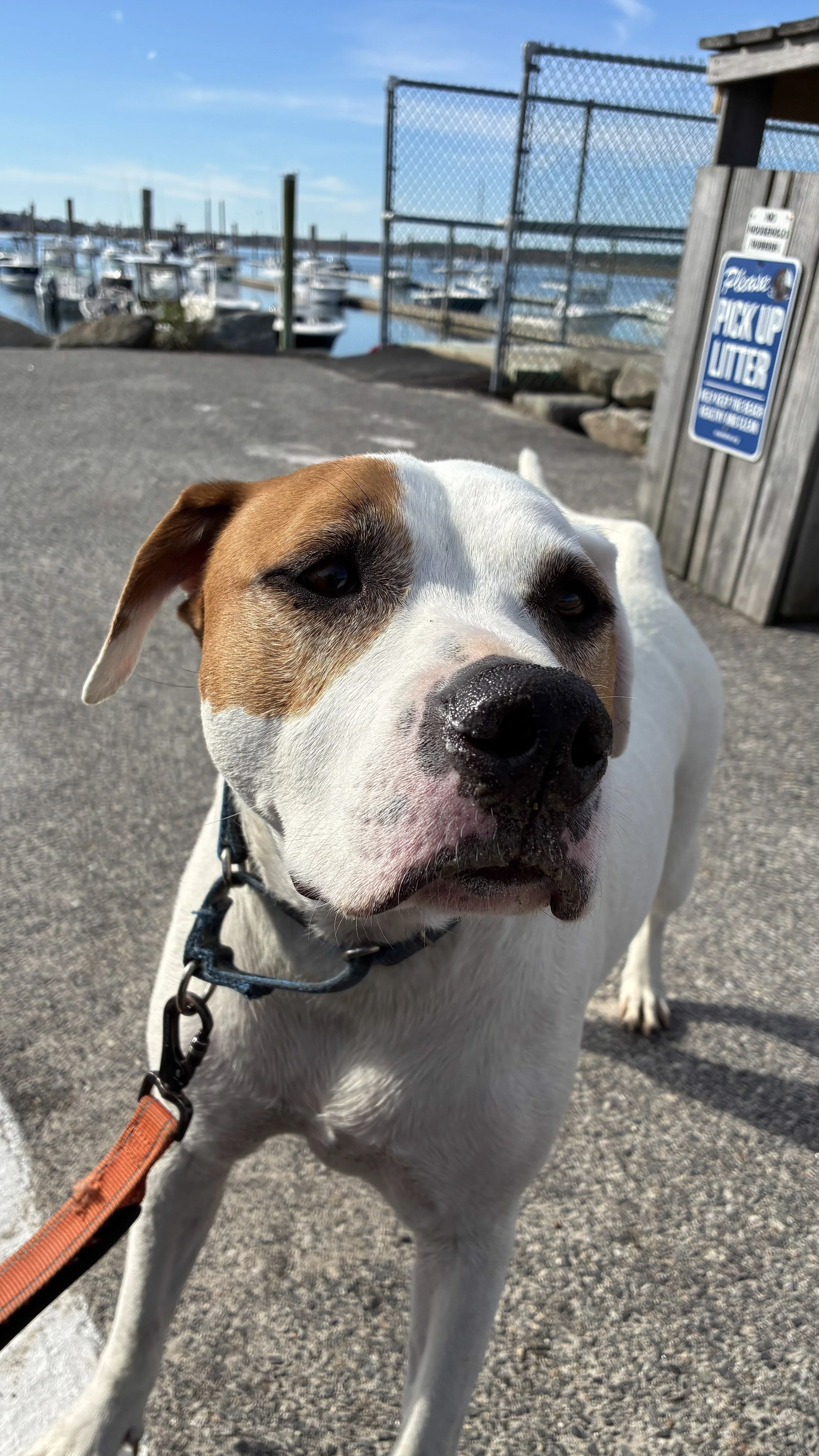 A brown-and-white dog at the marina.