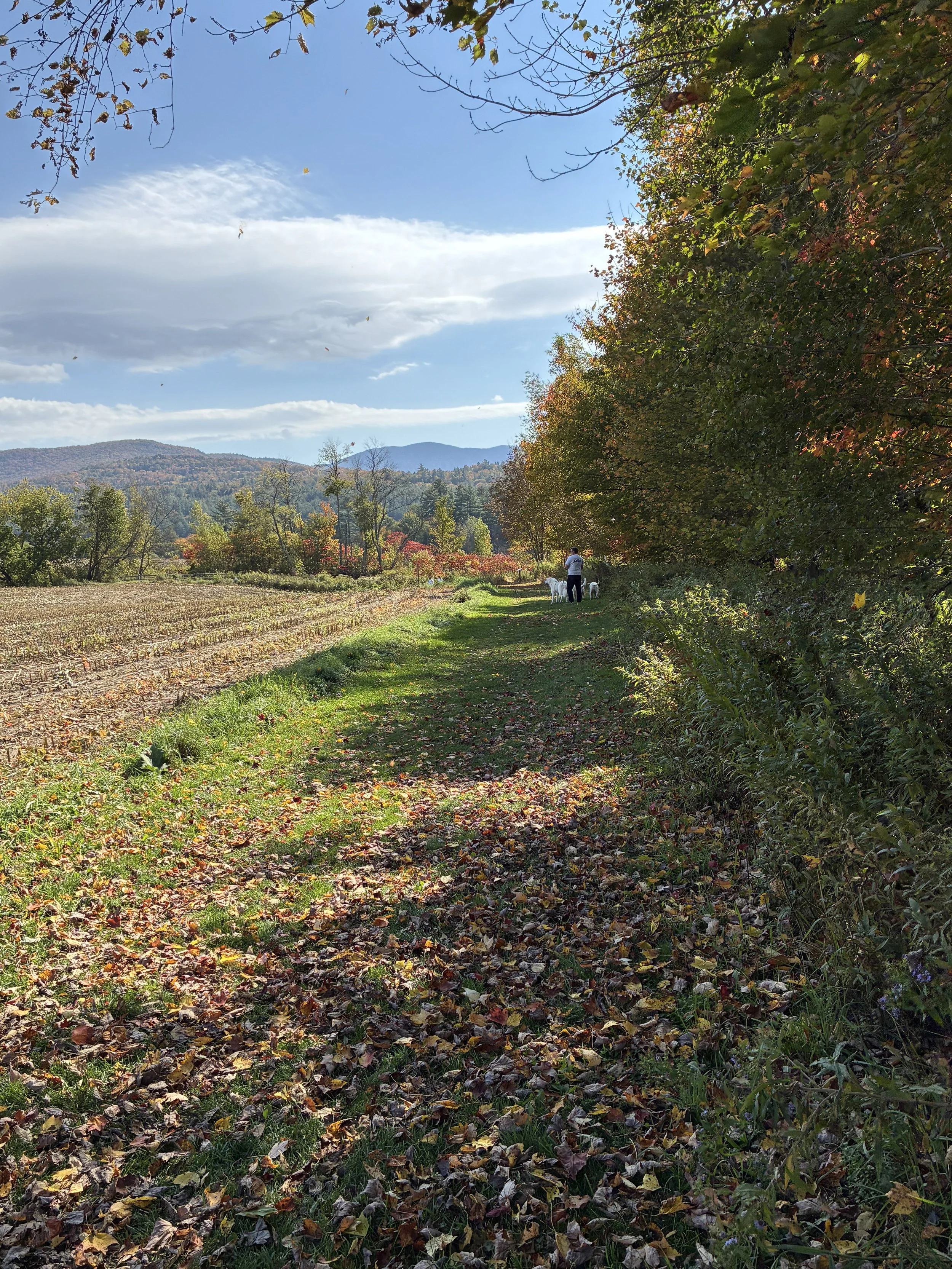 A dirt path through a green field.