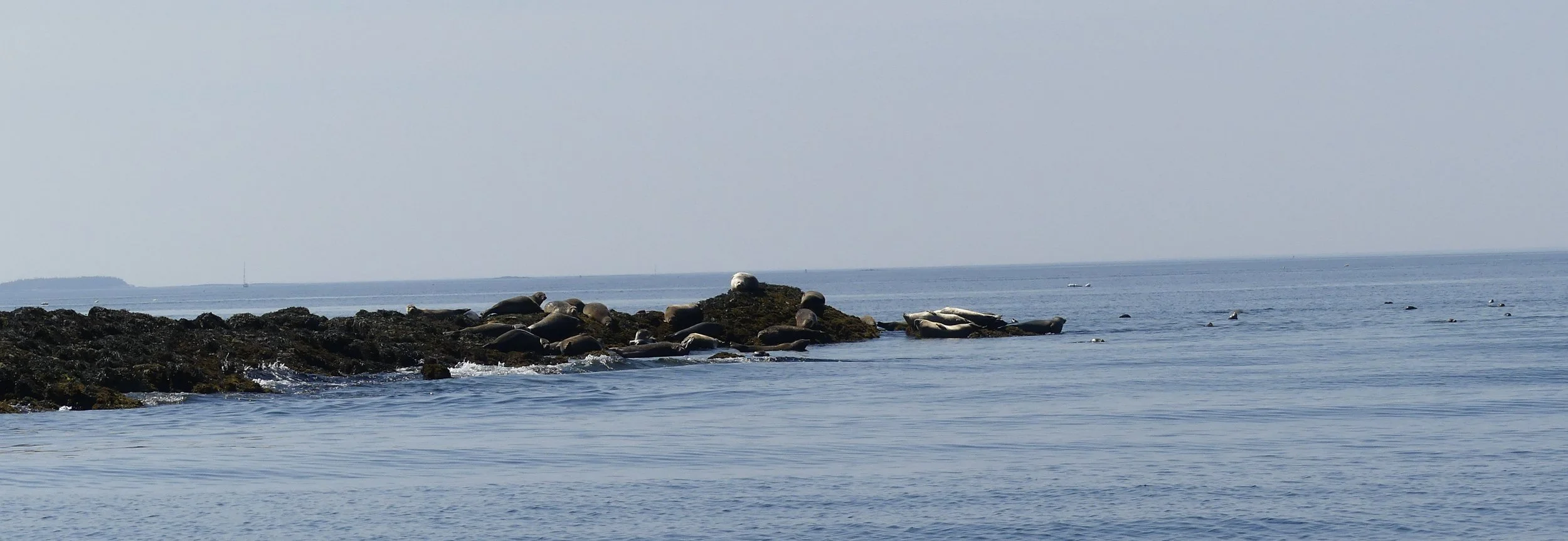 Seals hauled out on a rocky ledge.